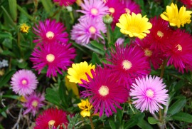 Flowers in the Plant Craft Cottage garden