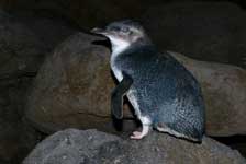 Penguins at St Kilda