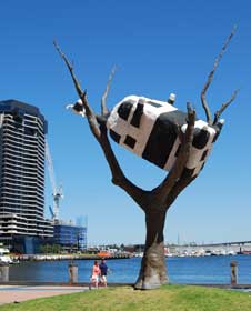 Cow up a Tree at Docklands