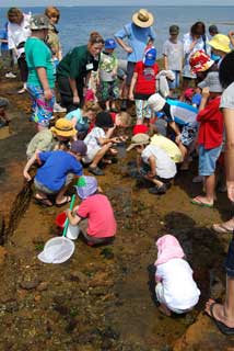 Rockpool ramble