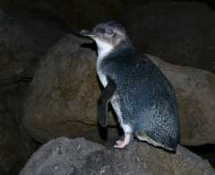 St Kilda Penguin